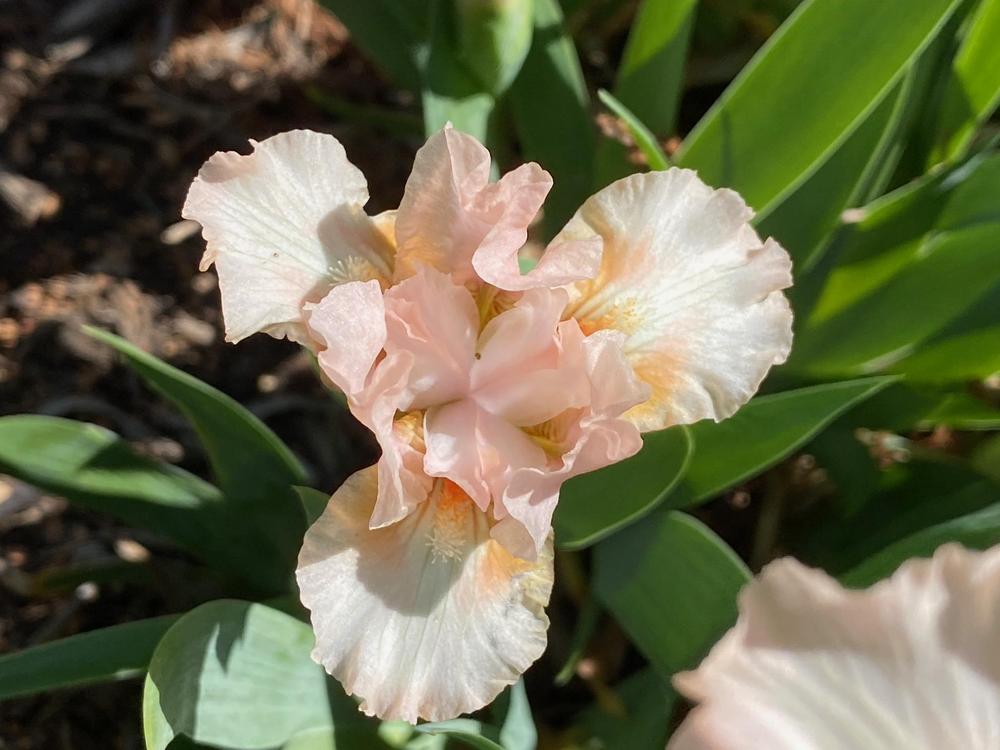 Photo of Standard Dwarf Bearded Iris (Iris 'True') uploaded by SL_gardener