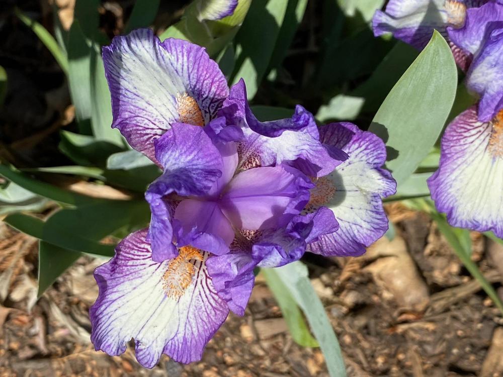 Photo of Standard Dwarf Bearded Iris (Iris 'Phony') uploaded by SL_gardener