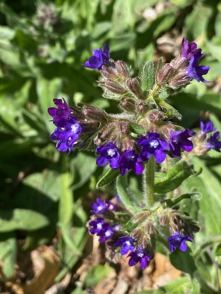 Photo of Common Bugloss (Anchusa officinalis) uploaded by SL_gardener