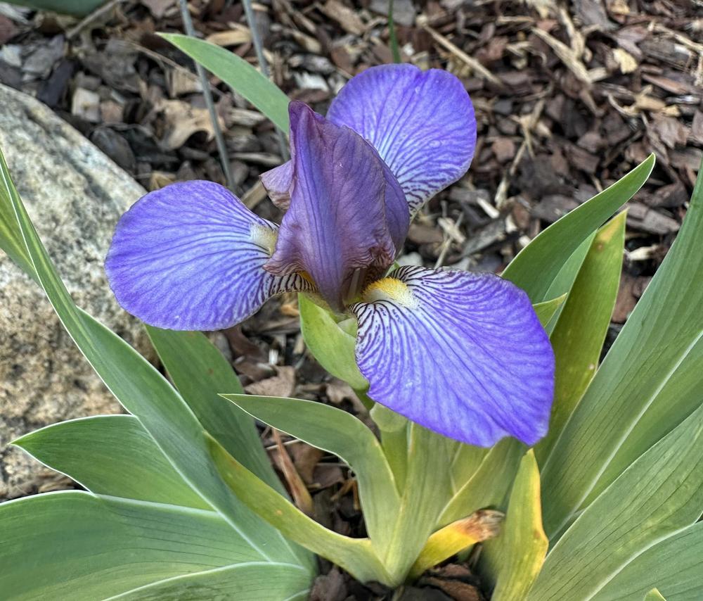 Photo of Miniature Tall Bearded Iris (Iris 'Bangles') uploaded by TNLaura