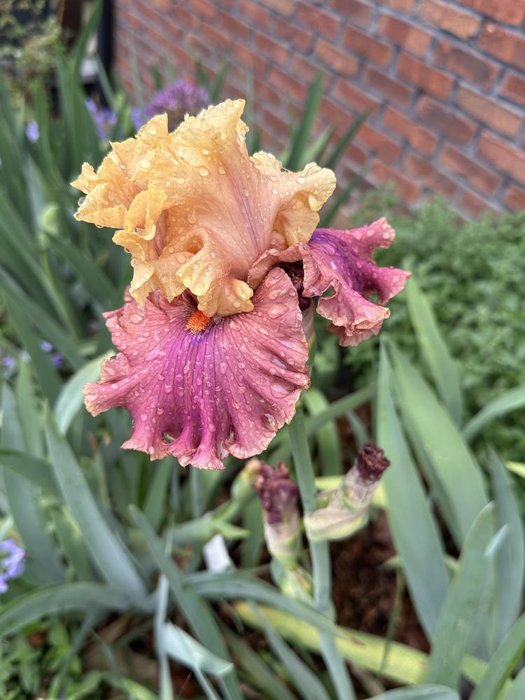 Photo of Tall Bearded Iris (Iris 'Glamazon') uploaded by TNLaura