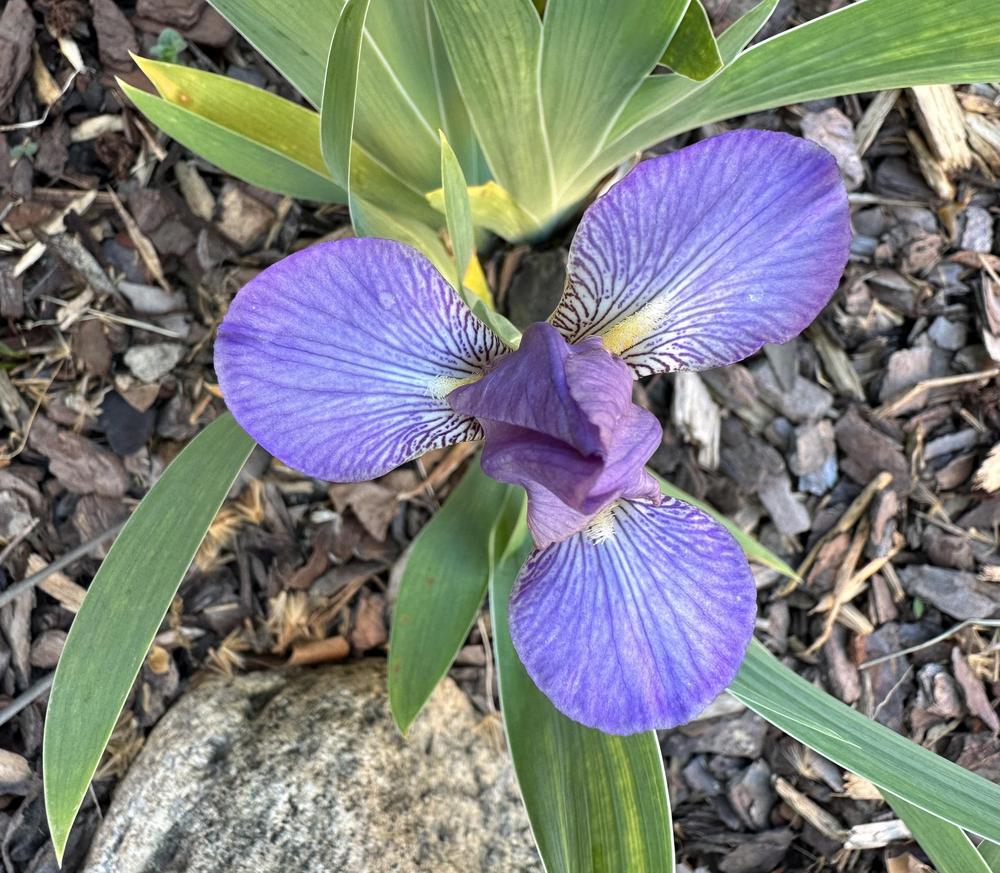 Photo of Miniature Tall Bearded Iris (Iris 'Bangles') uploaded by TNLaura