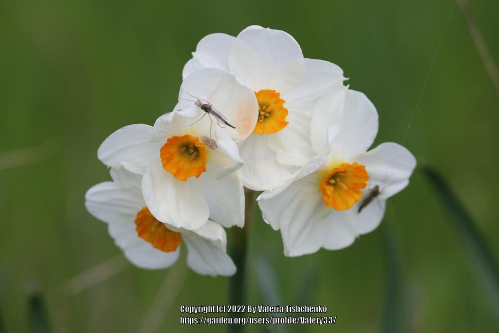 Photo of Daffodil (Narcissus 'Geranium') uploaded by Valery33