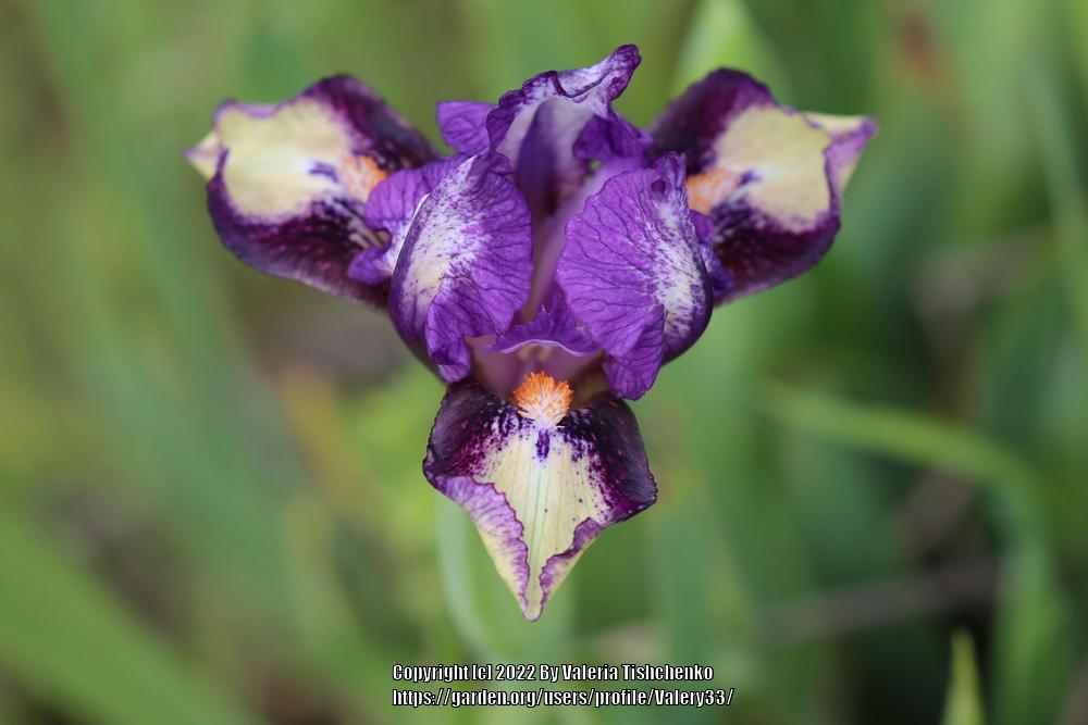 Photo of Standard Dwarf Bearded Iris (Iris 'On a Whim') uploaded by Valery33