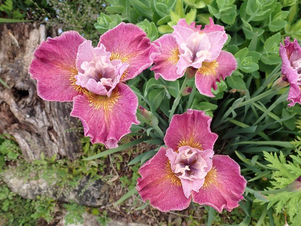 Photo of Siberian Iris (Iris 'Hey Good Lookin'') uploaded by Vals_Garden