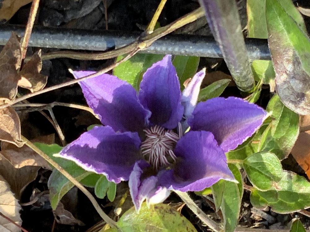 Photo of Clematis Bijou™ uploaded by DollyJean