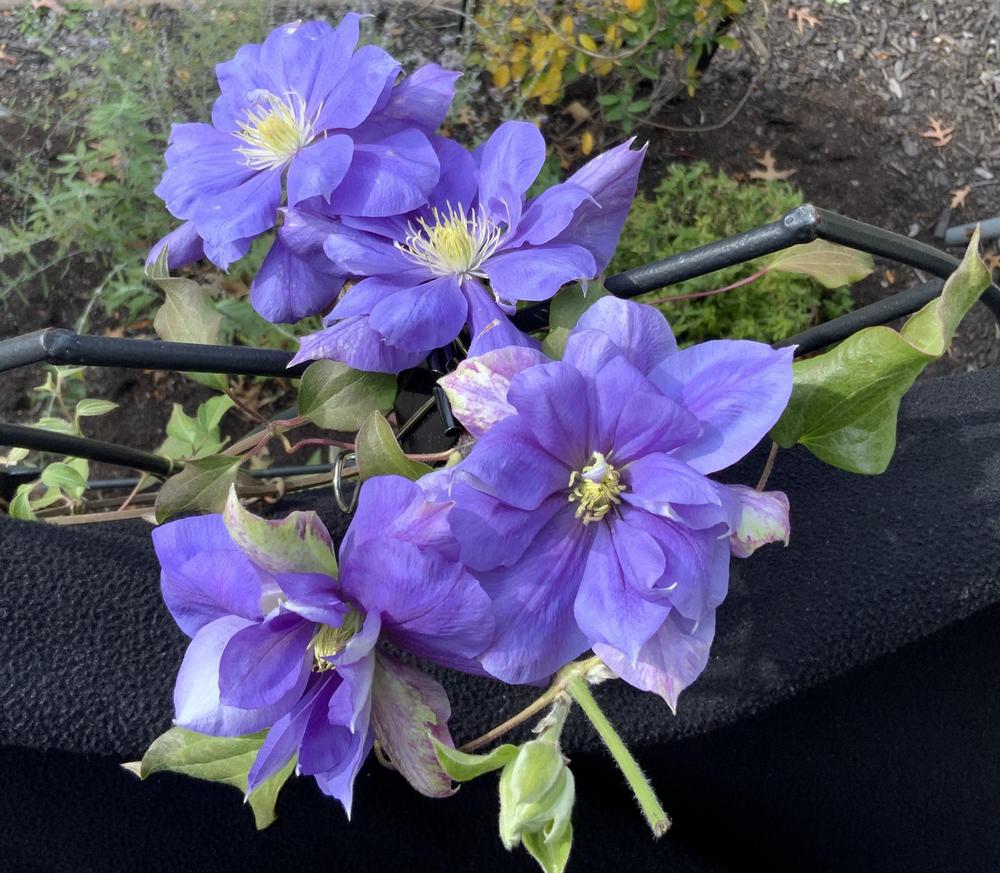 Photo of Clematis Franziska Maria™ uploaded by DollyJean