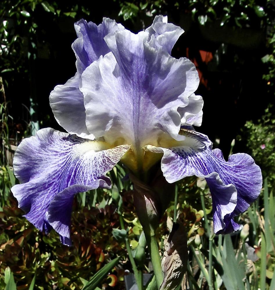 Photo of Tall Bearded Iris (Iris 'I I Stutter') uploaded by golden_goddess