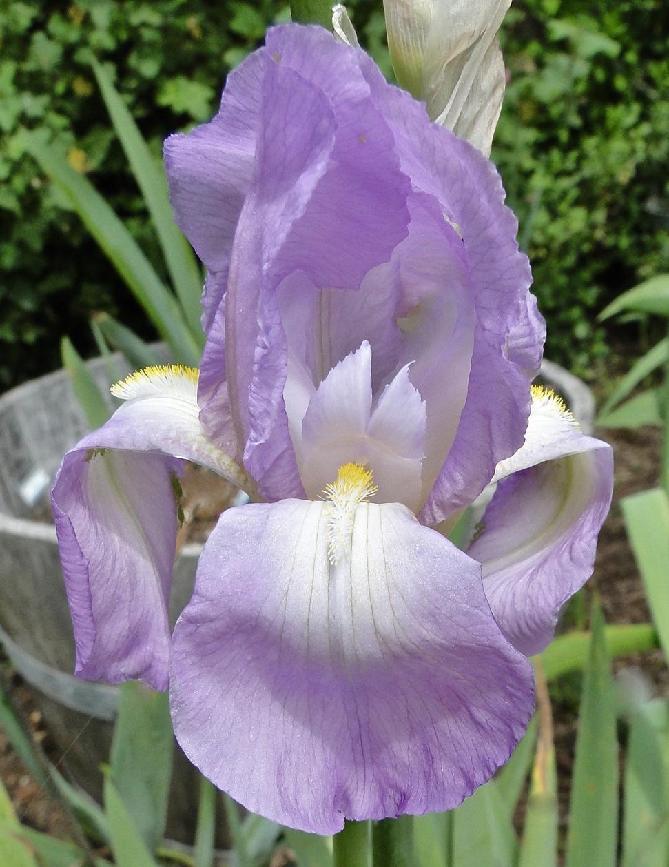 Photo of Tall Bearded Iris (Iris 'Graziella') uploaded by golden_goddess