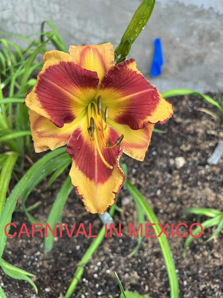 Photo of Daylily (Hemerocallis 'Carnival in Mexico') uploaded by makakaualii