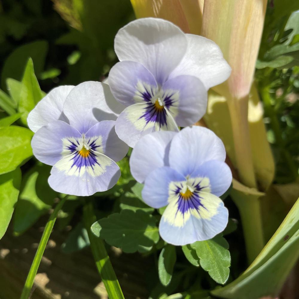 Photo of Violet (Viola cornuta Sorbet® XP Marina) uploaded by paleohunter