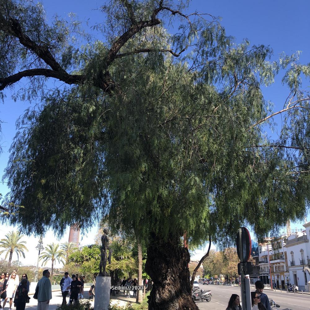 Photo of California Pepper Tree (Schinus molle) uploaded by sedumzz