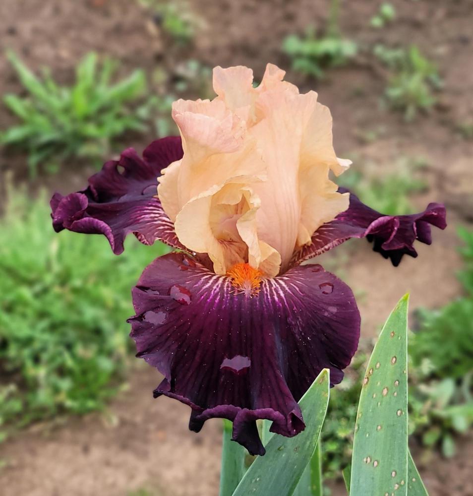 Photo of Tall Bearded Iris (Iris 'Cowpoke') uploaded by Bitoftrouble