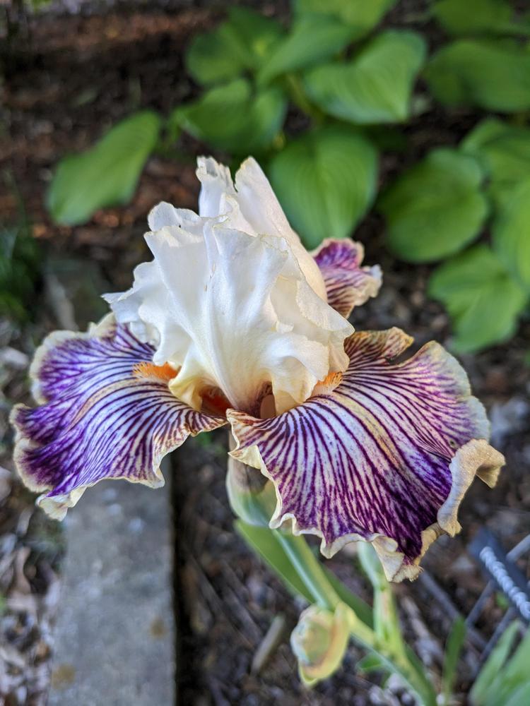 Photo of Tall Bearded Iris (Iris 'Insaniac') uploaded by DixieSwede