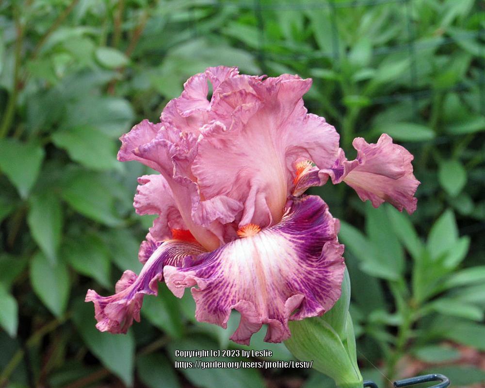 Photo of Tall Bearded Iris (Iris 'Choctaw Queen') uploaded by Lestv