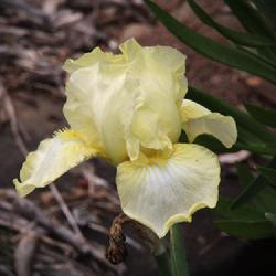 Location: my Zone 7b garden in North Georgia Mountains
Date: 2023-04-21
Dwarf Bearded Iris yellow NoID 002, OHG terrace.