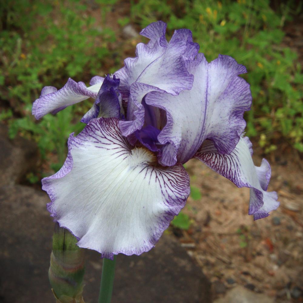 Photo of Tall Bearded Iris (Iris 'Autumn Circus') uploaded by LoriMT