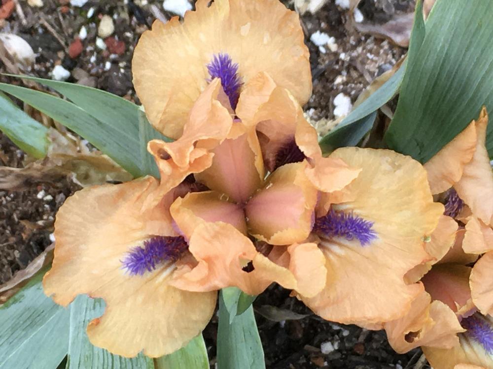 Photo of Standard Dwarf Bearded Iris (Iris 'Decorum') uploaded by Neela