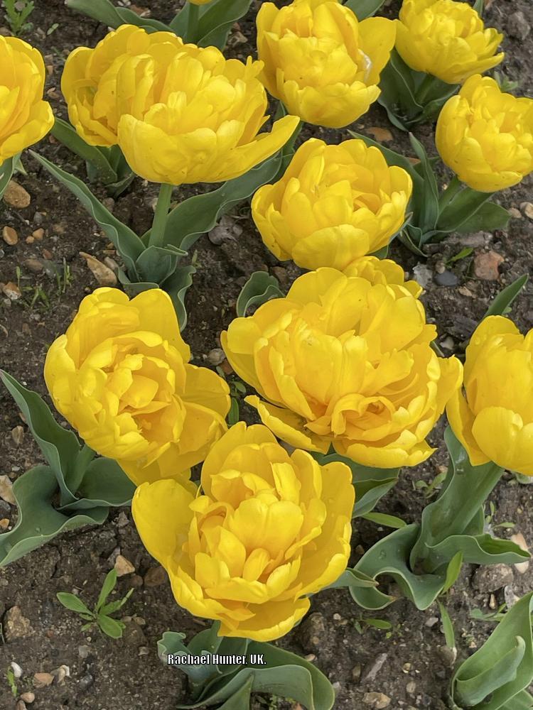Photo of Double Early Tulip (Tulipa 'Yellow Baby') uploaded by RachaelHunter