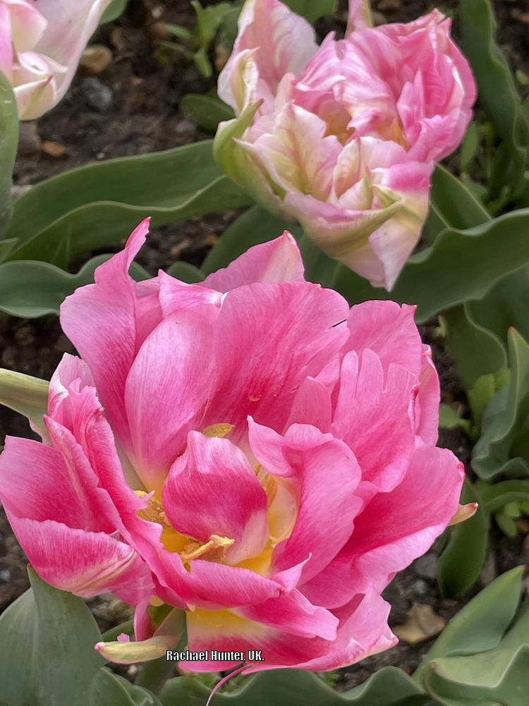 Photo of Double Early Tulip (Tulipa 'Peach Blossom') uploaded by RachaelHunter