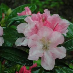 Location: in the Missouri Botanical Garden
Date: 2004-04-24
Rhododendron 'Yaku Prince'