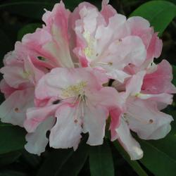 Location: in the Missouri Botanical Garden
Date: 2004-04-23
Rhododendron 'Yaku Prince'