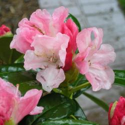 Location: in the Missouri Botanical Garden
Date: 2004-04-24
Rhododendron 'Yaku Prince'