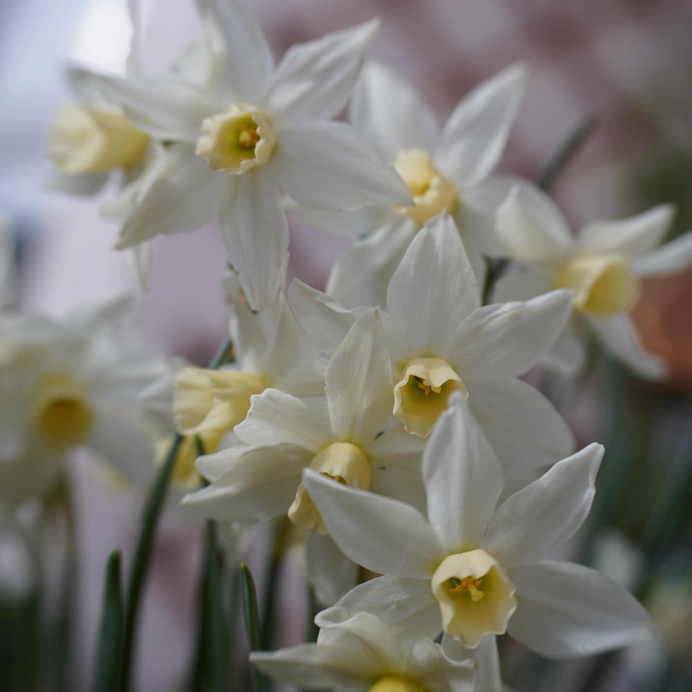 Photo of Trumpet Daffodil (Narcissus 'Elka') uploaded by D3LL