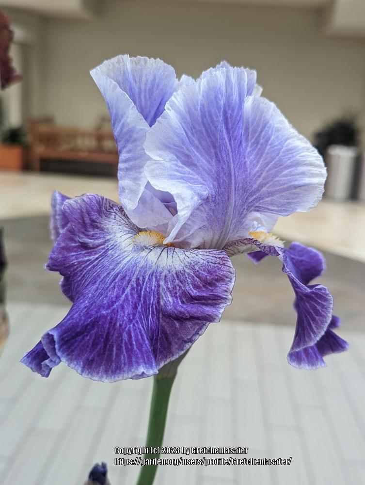 Photo of Tall Bearded Iris (Iris 'Making Time') uploaded by Gretchenlasater
