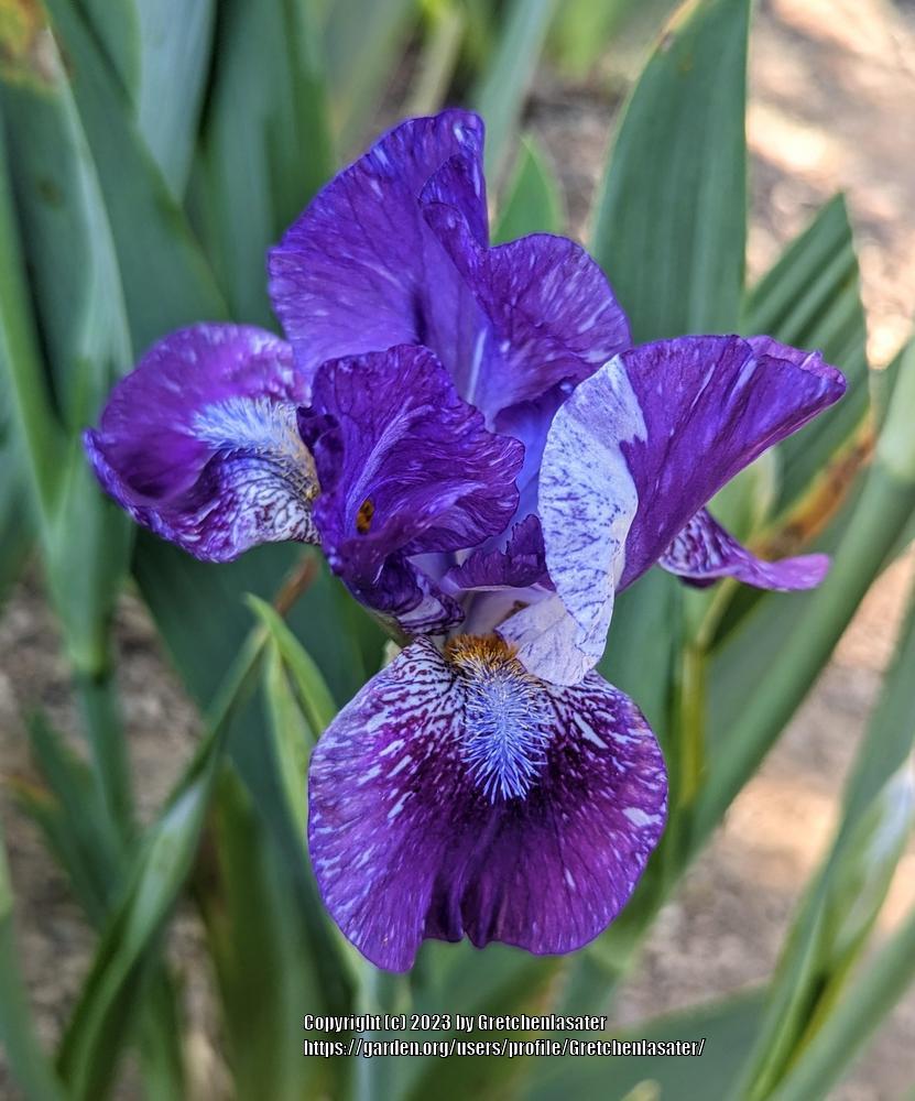 Photo of Intermediate Bearded Iris (Iris 'Hubbub') uploaded by Gretchenlasater