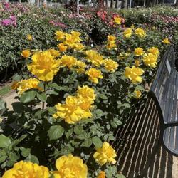 Location: World Peace Rose Garden, Capitol Park, Sacramento CA.
Date: 2023-04-23
Rosa 'Henry Fonda' as bright as the sun!