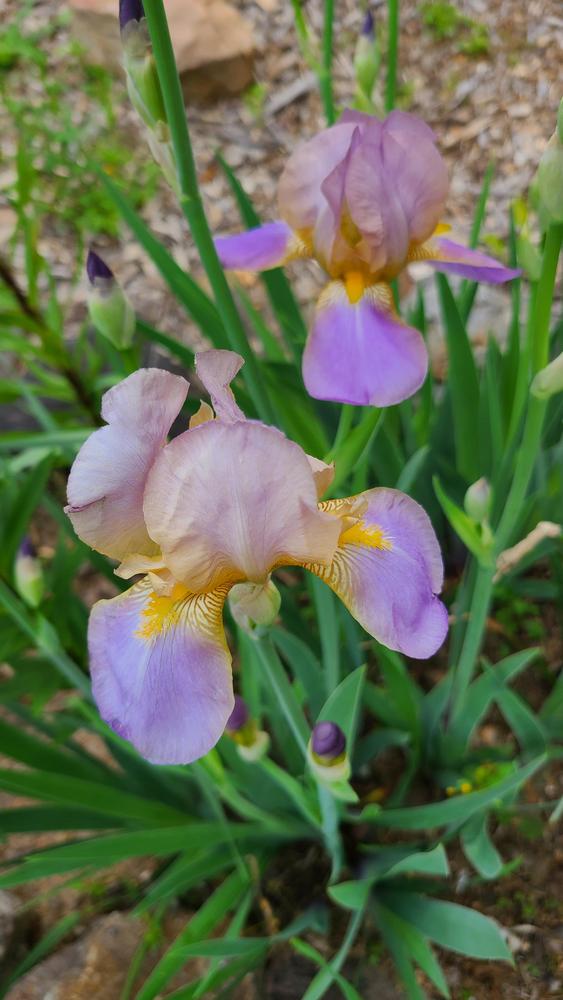 Photo of Tall Bearded Iris (Iris 'Quaker Lady') uploaded by LoriMT