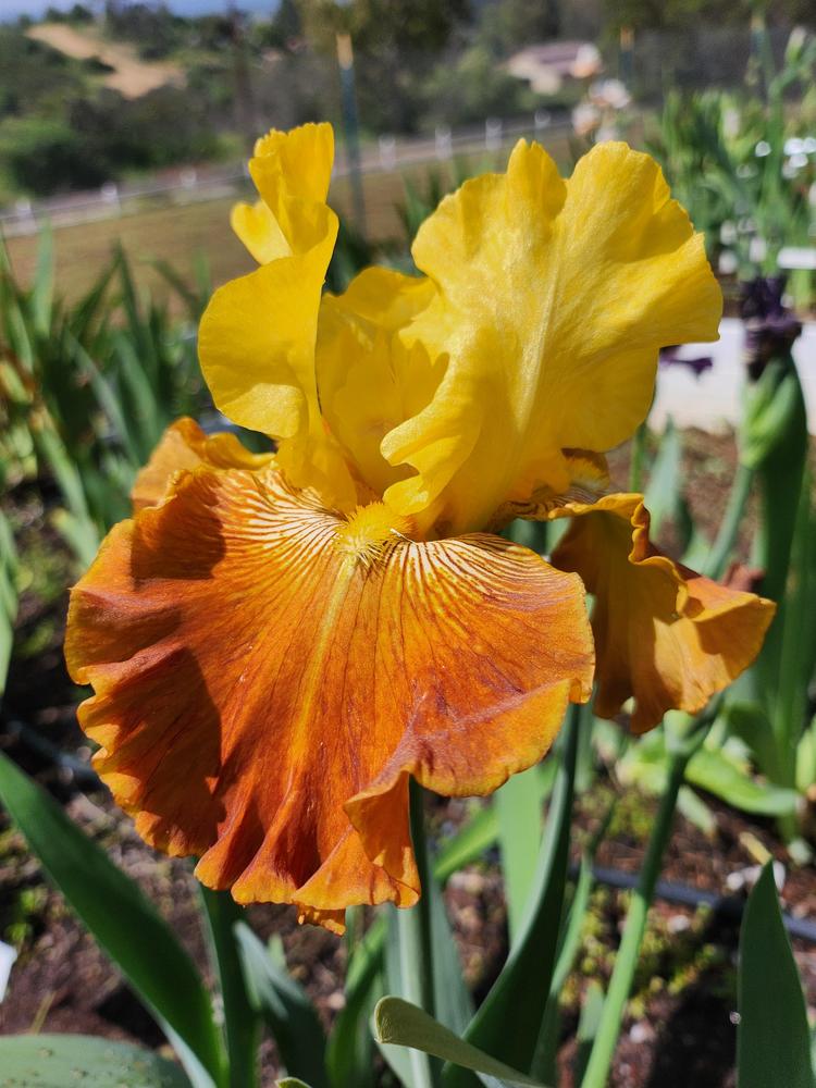 Photo of Tall Bearded Iris (Iris 'On Eagle's Wings') uploaded by MZiris