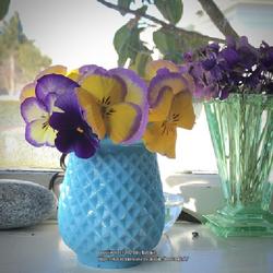 Location: Blenheim New Zealand
Date: 2020-09-08
Pansy in vase