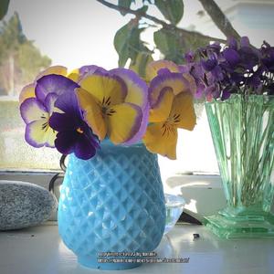 Pansy in vase