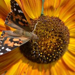 Location: in the Missouri Botanical Garden
Date: 2017-09-09
Helianthus 'Evening Sun' and a visitor