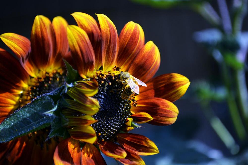 Photo of Sunflower (Helianthus annuus 'Evening Sun') uploaded by jathton