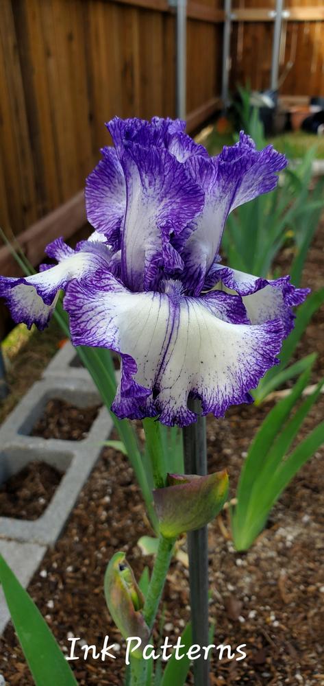 Photo of Tall Bearded Iris (Iris 'Ink Patterns') uploaded by javaMom