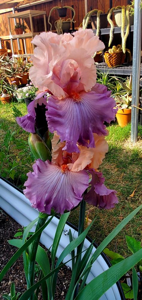 Photo of Tall Bearded Iris (Iris 'Marrying Kind') uploaded by javaMom