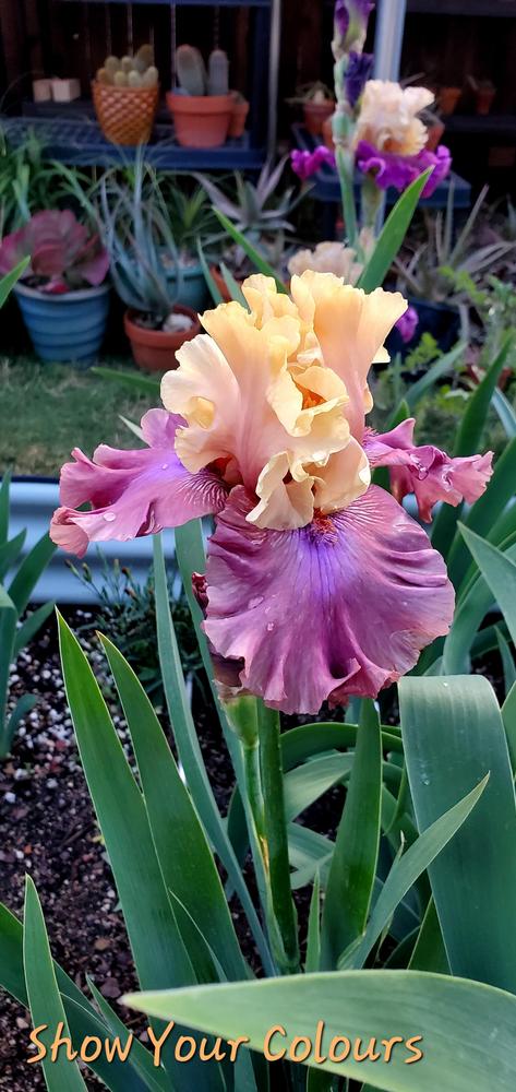 Photo of Tall Bearded Iris (Iris 'Show Your Colours') uploaded by javaMom