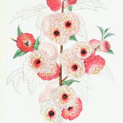
Date: c. 1851
illustration by Maubert from 'L'horticulteur français', 1865