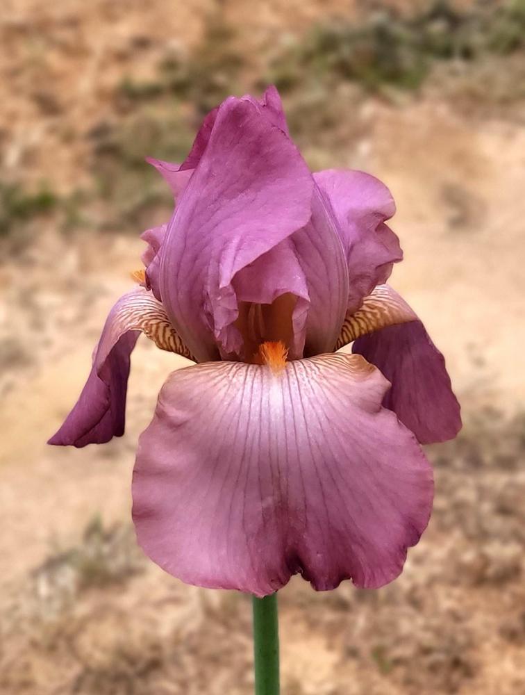 Photo of Tall Bearded Iris (Iris 'Mary Randall') uploaded by Bitoftrouble