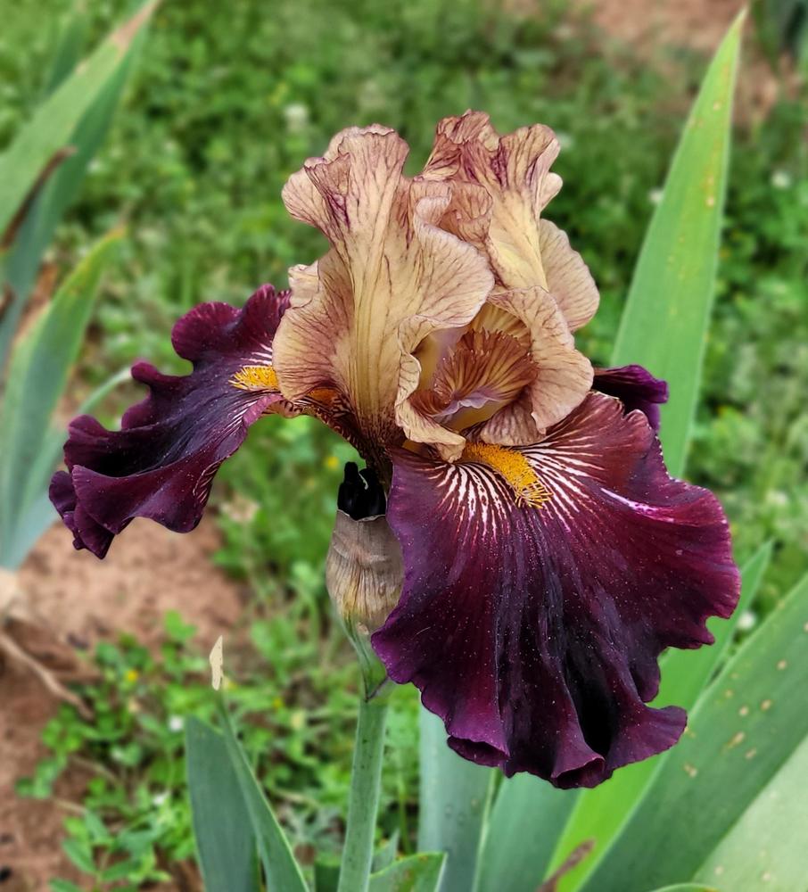 Photo of Tall Bearded Iris (Iris 'Caramel 'n Chocolate') uploaded by Bitoftrouble
