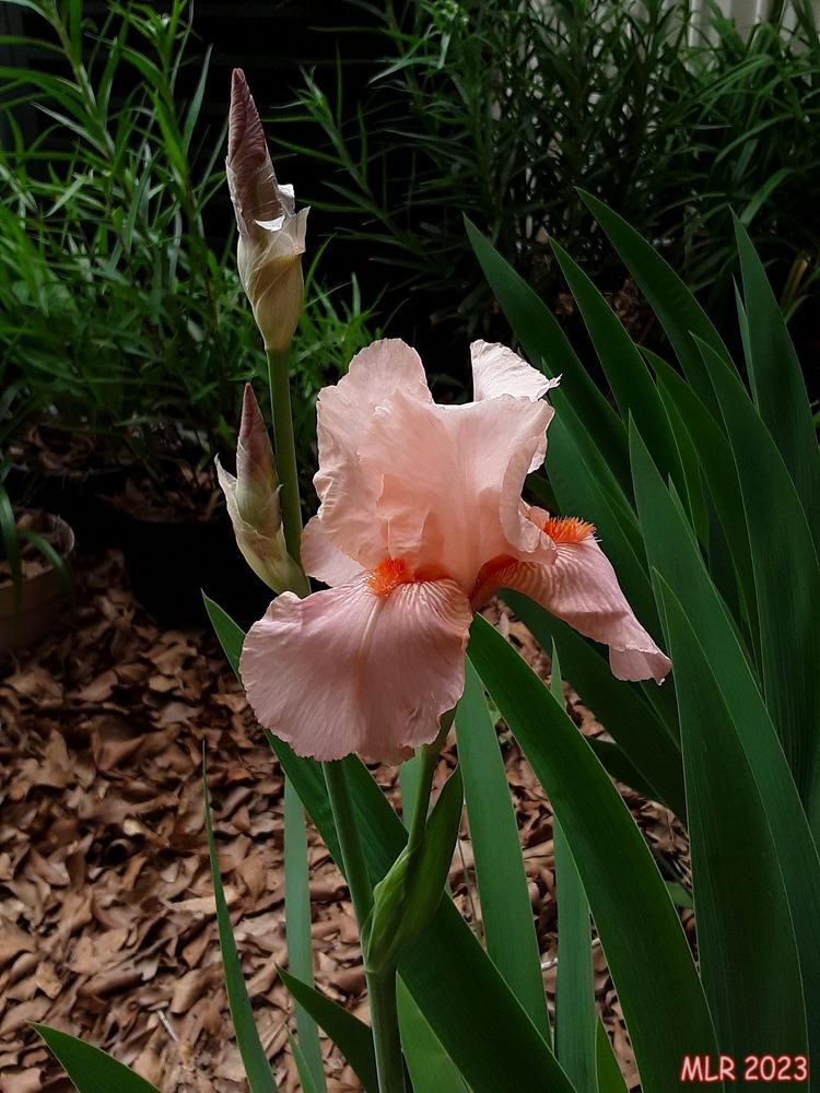 Photo of Tall Bearded Iris (Iris 'Pompano Peach') uploaded by MLR11
