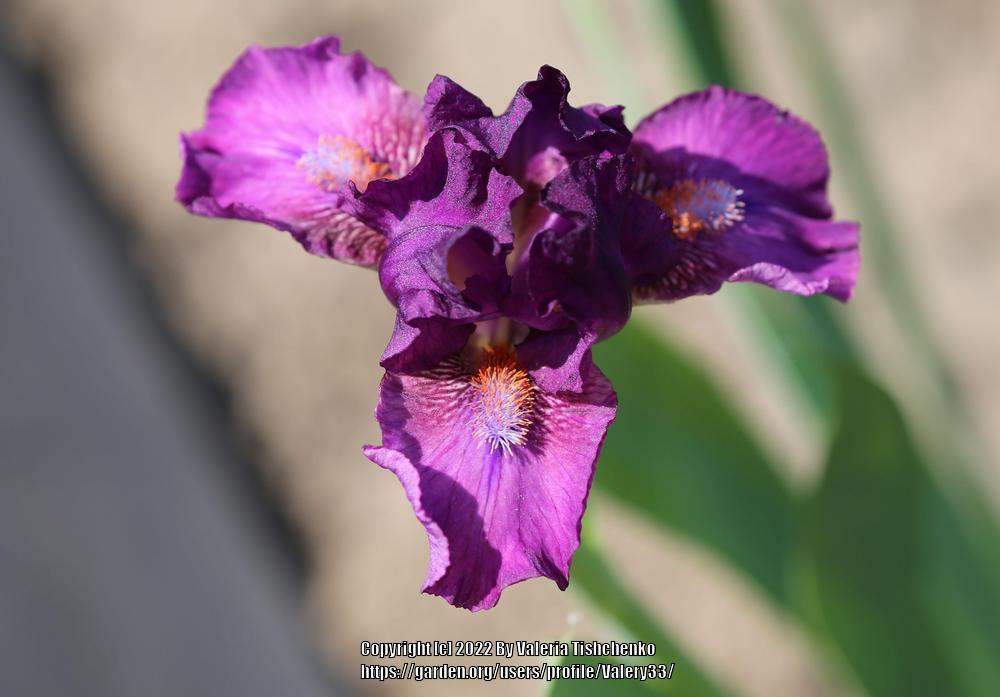 Photo of Standard Dwarf Bearded Iris (Iris 'Hipster') uploaded by Valery33