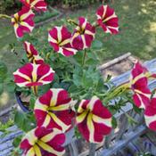 Petunia Amore™ Queen of Hearts # 213 nn; LHB p. 878, 178-28-?, 