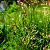 Meadow Ryegrass (Lolium pratense) # 429; RAB p. 84, 29-18-7. AG p