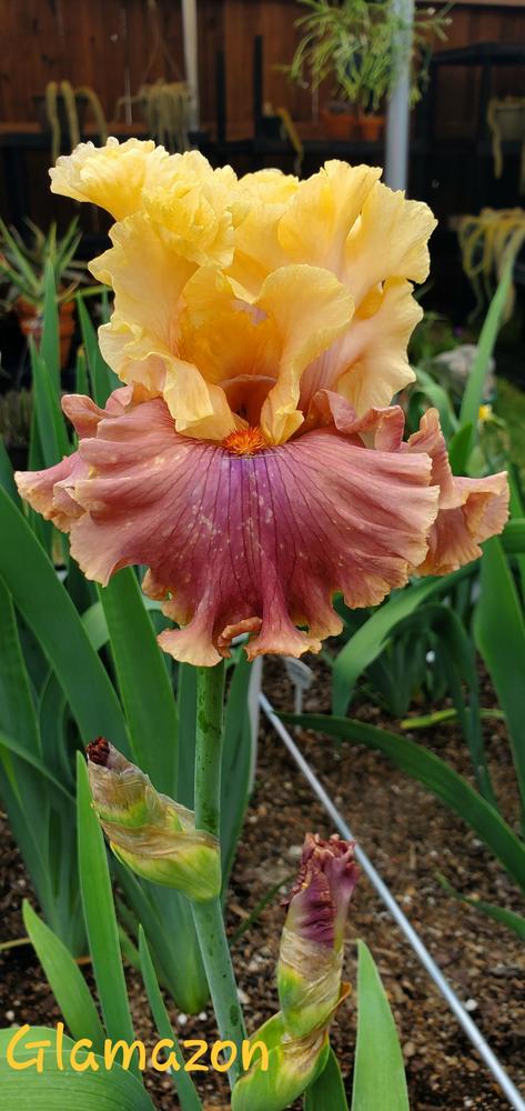 Photo of Tall Bearded Iris (Iris 'Glamazon') uploaded by javaMom