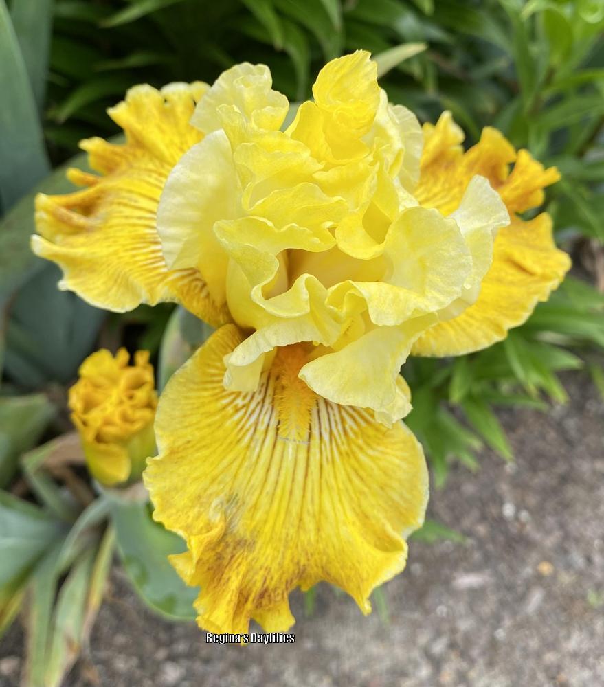Photo of Tall Bearded Iris (Iris 'Bright Sunshiny Day') uploaded by scflowers