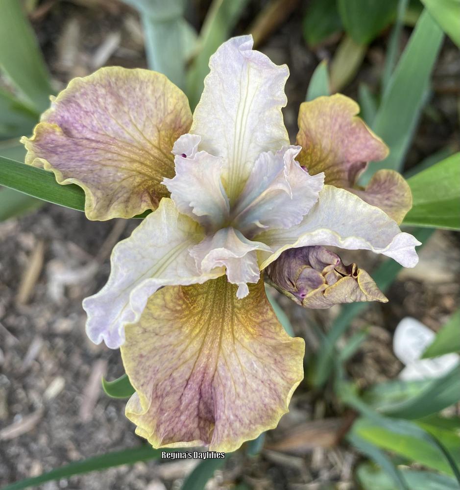 Photo of Siberian Iris (Iris 'Flying Fiddles') uploaded by scflowers